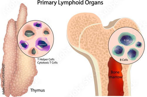 Illustration of Primary Lymphoid Organs: Thymus and Bone Marrow. T Cell and B Cell Development in Human Immune System. Lymphoid Organs and Immune Cells Formation