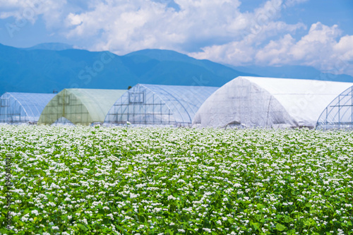 満開の蕎麦の花　松本市