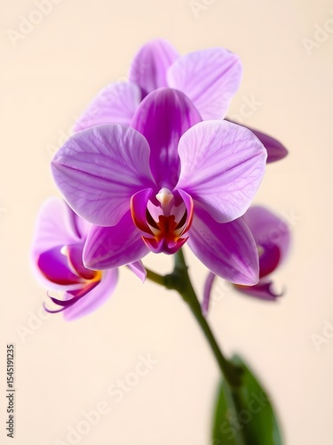 Striking Purple Phalaenopsis Orchid Blooms