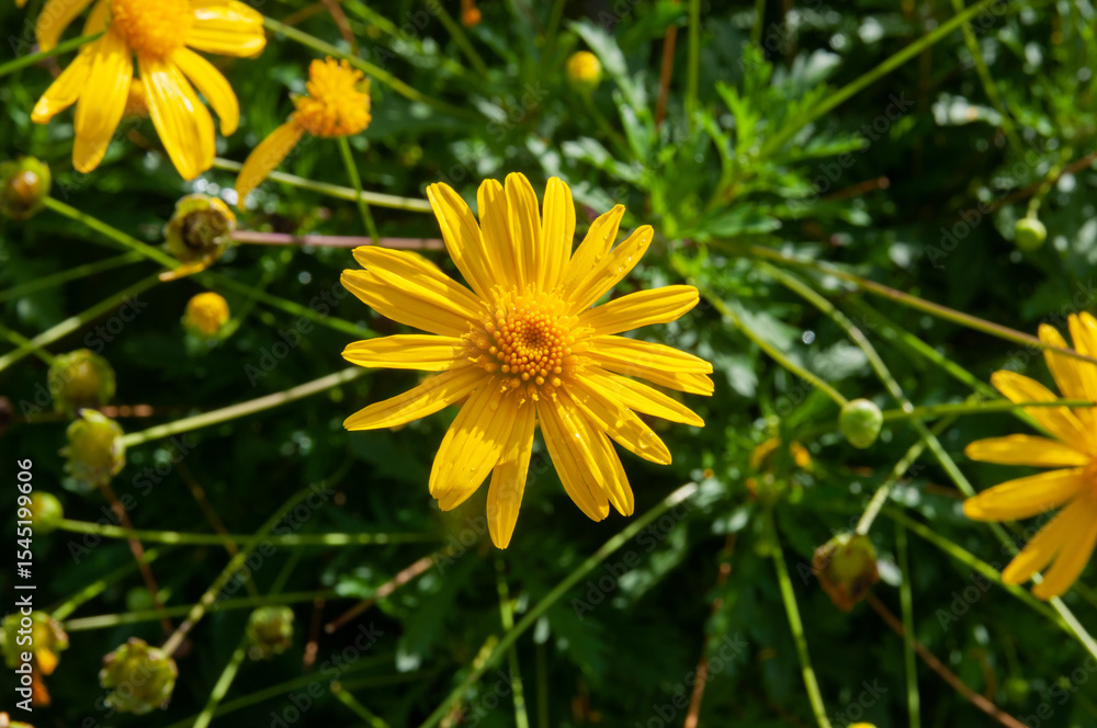 Fototapeta premium Yellow Euryops Pectinatus in Deropolis Albania