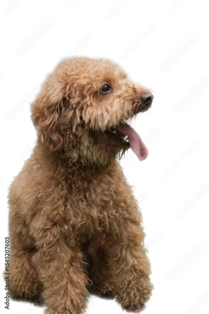 Fluffy brown poodle sitting, cute pet in the wild, ideal for pet blogs, pet grooming businesses and greeting cards. Fluffy brown poodle sitting, cute pet in the wild, ideal for pet blogs, pet grooming businesses and greeting cards.
