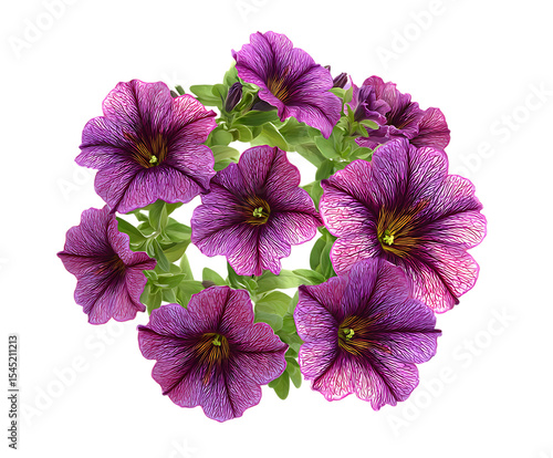 Fresh petunia blossoms with colorful organic textures