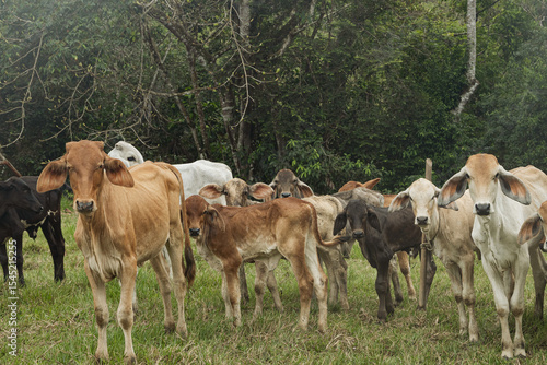 Wallpaper Mural Colombian Farm Calves and Cows
 Torontodigital.ca