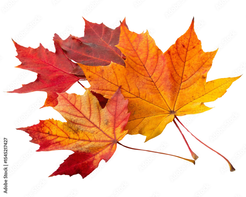 autumn maple leaf autumn maple leaf