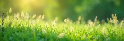 Soft, delicate feathery grass swaying gently in the breeze, creating a tranquil and ethereal scene Perfect for nature, serenity, and environmental themes , background, beauty, pastoral