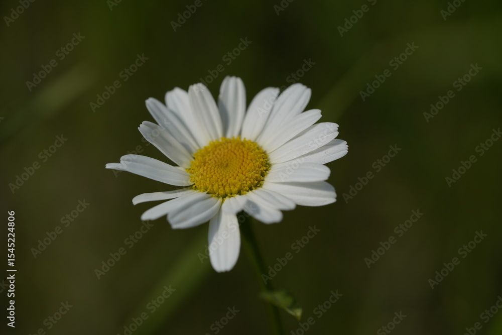 yellow and white daisy yellow and white daisy