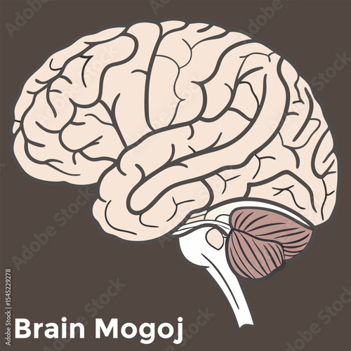 View of meat for sale in market