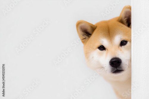 Shiba inu dog peeking out from behind white wall