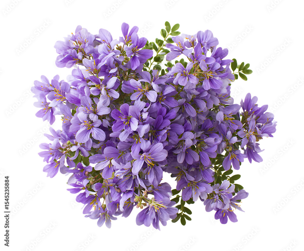 Fototapeta premium Bright rue flower petals with subtle wild charm