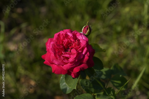 Brindabella red valentine rose and rose buds 
