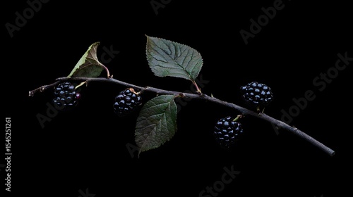 Blackberries on Branch with Leaves Against Dark Background