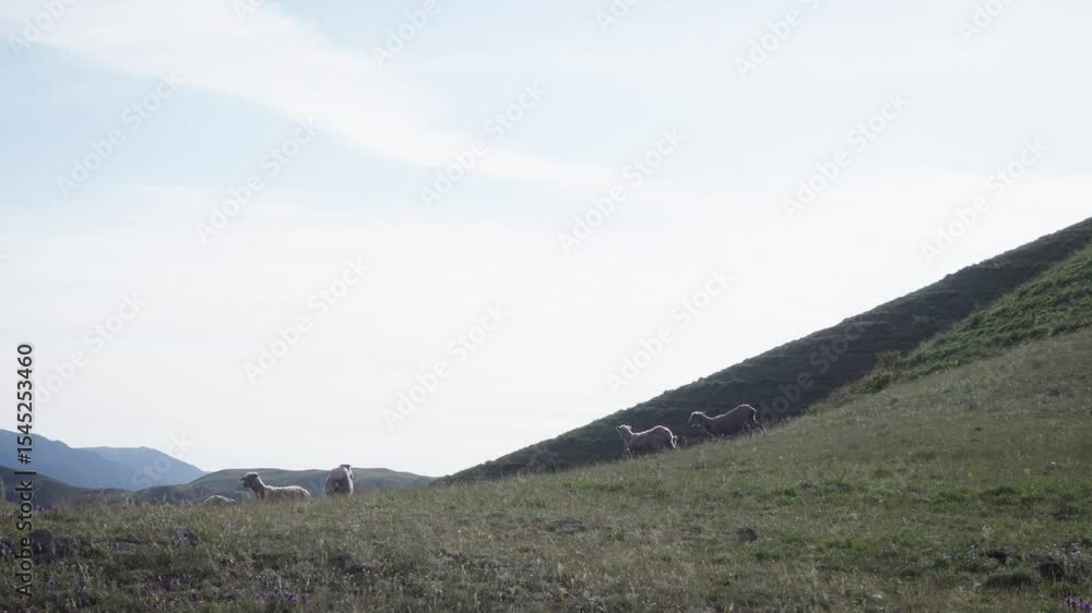 A flock of sheep grazing and running on a green grass mountainside, daytime, Establish shot, low angle A flock of sheep grazing and running on a green grass mountainside, daytime, Establish shot, low angle