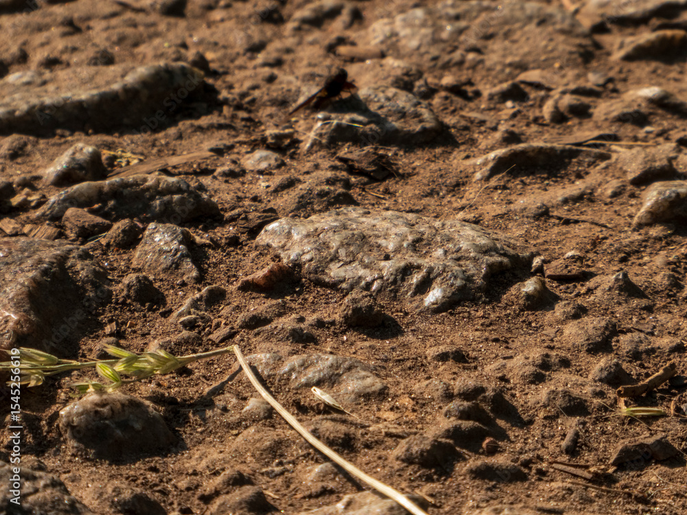 Dusty, rocky, and dry ground with scattered small stones and organic debris Dusty, rocky, and dry ground with scattered small stones and organic debris