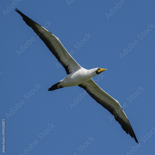 Masked Booby (Sula dactylatra) of Henderson Island in the South Pacific