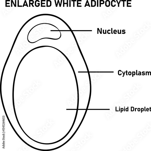  Enlarged White Adipocyte Diagram