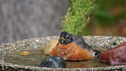 Beautiful American Robin enjoys bathing in the cool water of a backyard garden birdbath.
