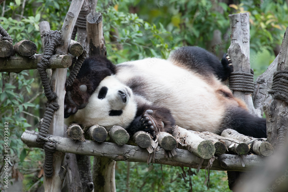 Obraz premium Close up Sleeping Panda, China