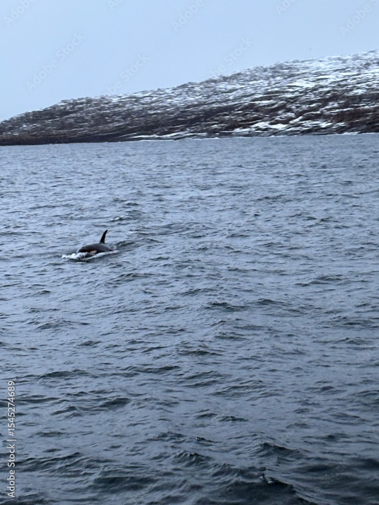 Fototapeta premium seagull in the sea