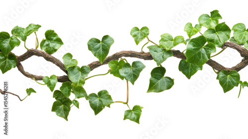 Lush green ivy vines with heart-shaped leaves entwined on white background