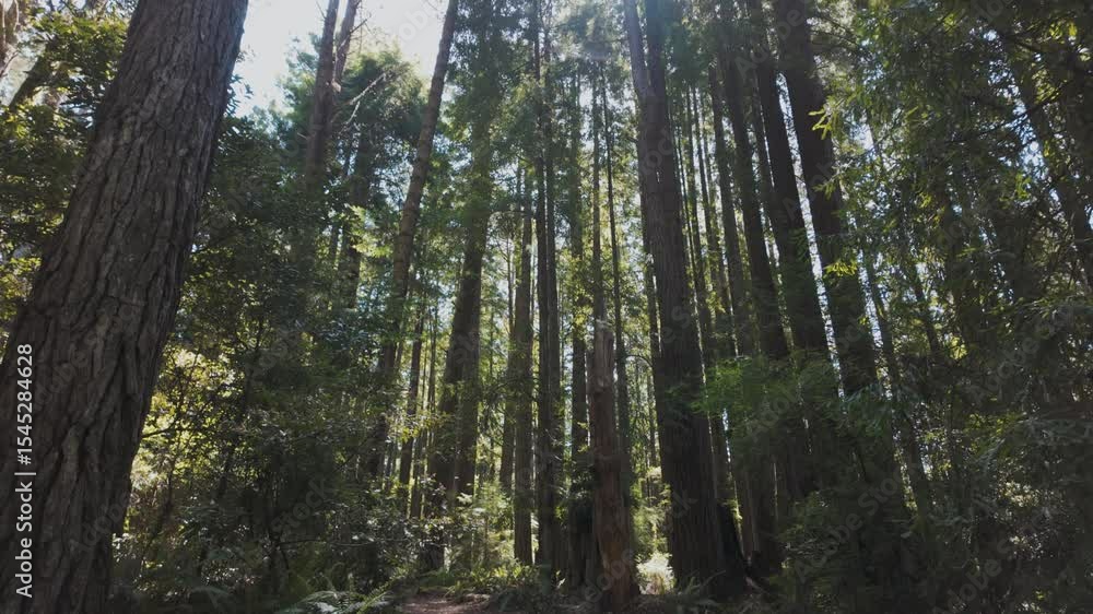 Sun-dappled dirt path winds through a dense forest of towering redwood trees and lush undergrowth Sun-dappled dirt path winds through a dense forest of towering redwood trees and lush undergrowth