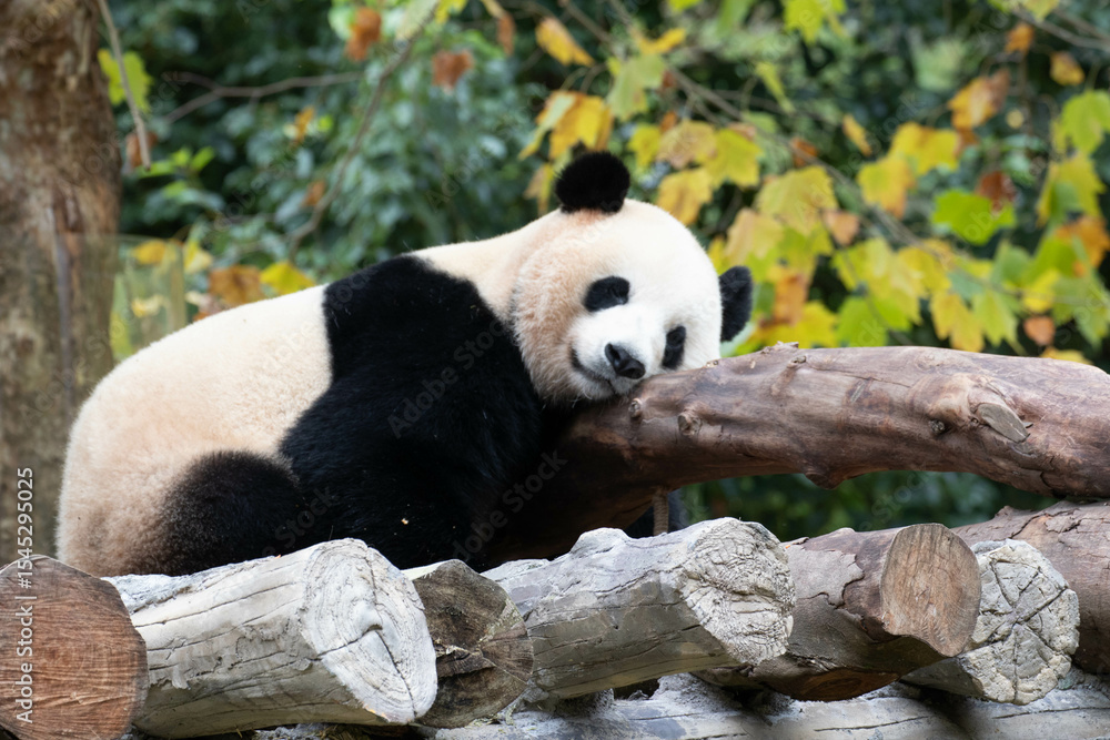 Obraz premium Fluffy Panda in Autumn