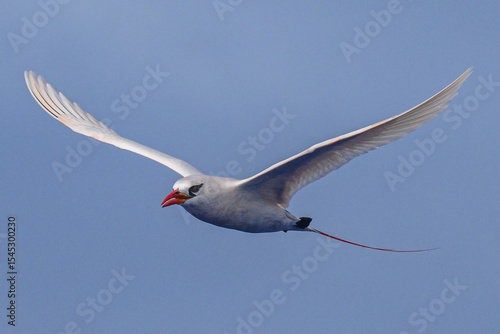 A Red-tailed Tropic bird (Phaethon rubricauda) of Ducie atoll in the South Pacific