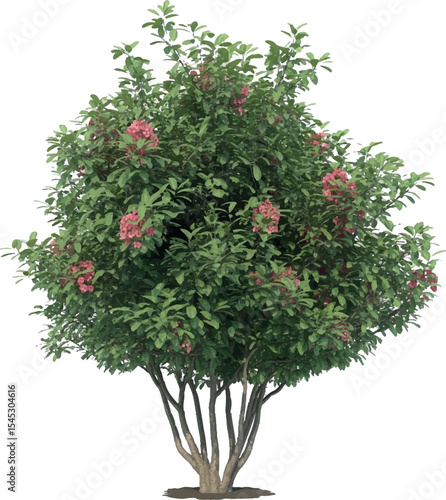 Lush flowering shrub isolated on white background suitable for design and illustration