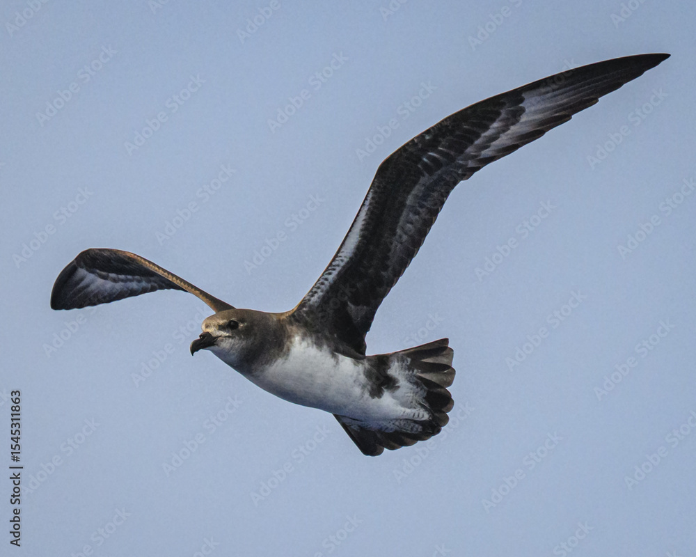 Obraz premium Phoenix petrel (Pterodroma alba) of Ducie atoll in the South Pacific