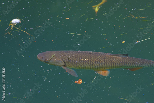 A captivating glimpse into aquatic life. A solitary fish glides peacefully beneath the surface, scales shimmering in its tranquil underwater world.