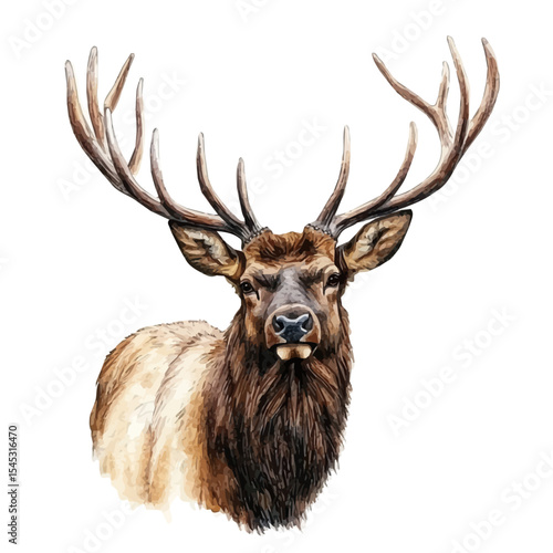 Elk Close Up, watercolor painting vector, isolated on a white background.