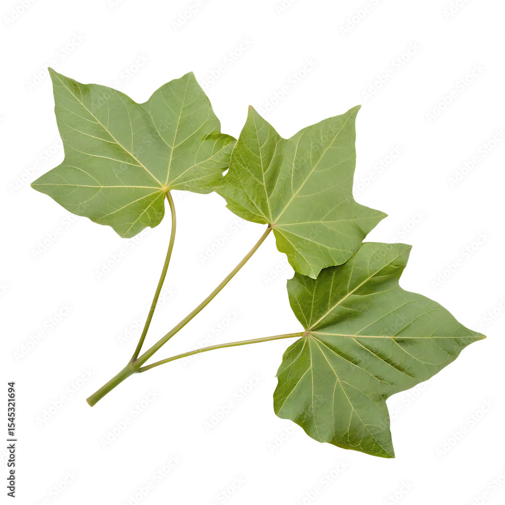 Fototapeta premium poplar tree branch with young leaves close up isolated on white background.