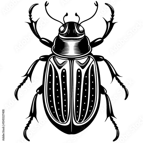 Black beetle insect isolated on white background