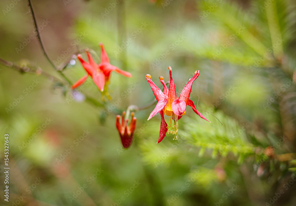 A striking crimson wildflower stands out against the lush greens the Pacific Northwest Forrest. A vivid pop of color to the misty woodland understory of the pine tree filled hills. A striking crimson wildflower stands out against the lush greens the Pacific Northwest Forrest. A vivid pop of color to the misty woodland understory of the pine tree filled hills.