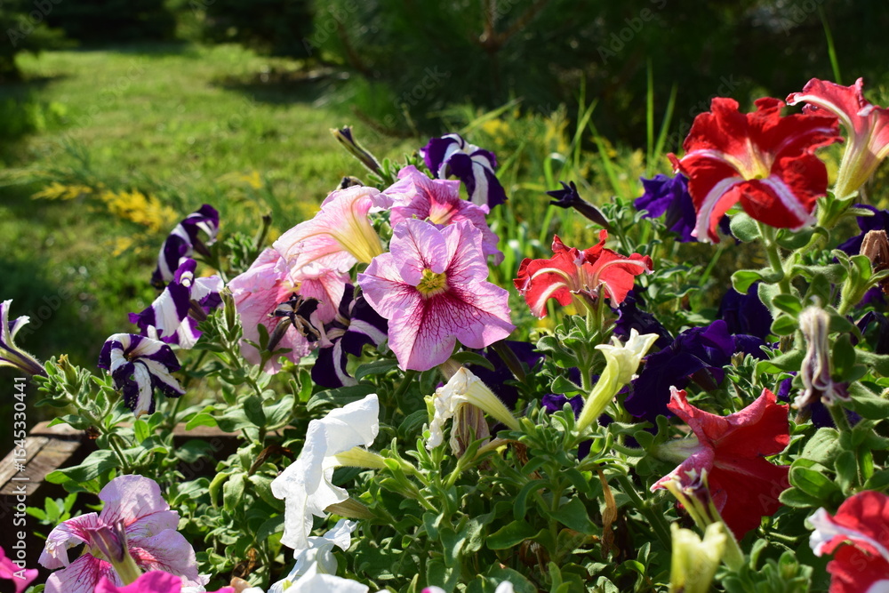 Blooming Petunias in a Serene Outdoor Space Blooming Petunias in a Serene Outdoor Space