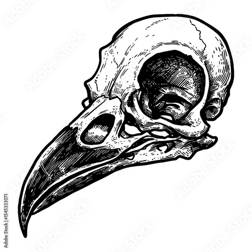 Detailed Crow Skull Side Profile Black and White Outline Line Art Drawing Hand Engraved Vintage Style