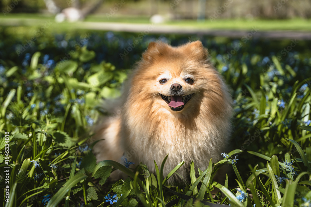 Adorable Pomeranian dog with a fluffy orange coat sitting joyfully in a field of white spring anemones, surrounded by sunlight and green foliage in a forest meadow. Adorable Pomeranian dog with a fluffy orange coat sitting joyfully in a field of white spring anemones, surrounded by sunlight and green foliage in a forest meadow.