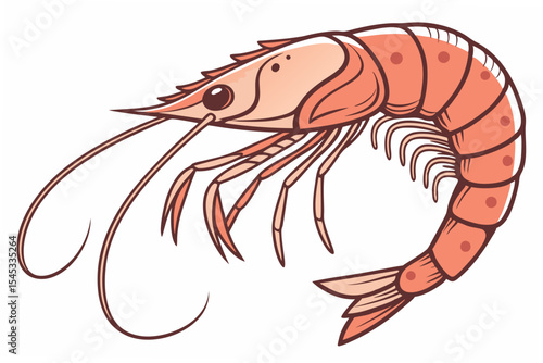 shrimp isolated on white background