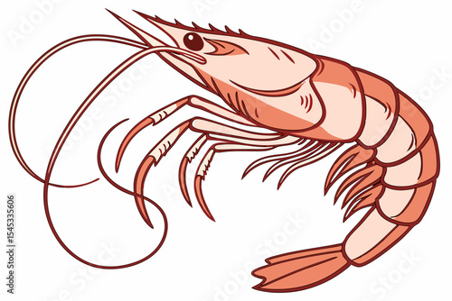 vector illustration of a shrimp