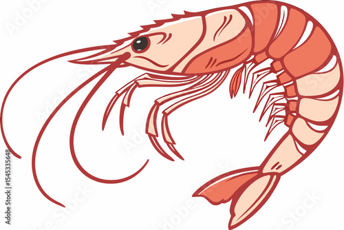 shrimp vector illustration