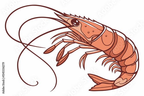 shrimp vector illustration