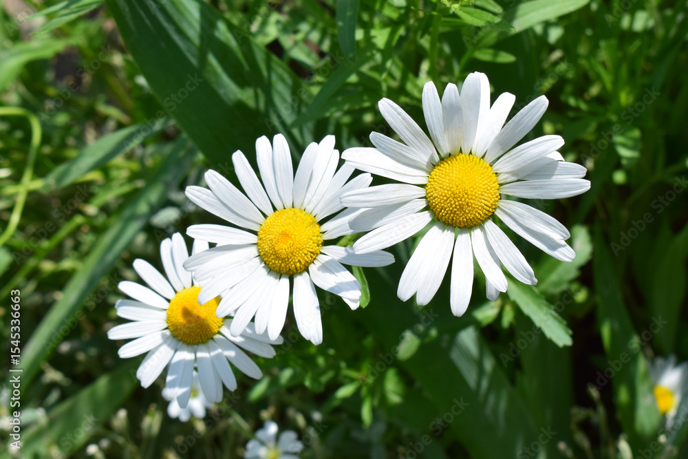 Obraz premium Nature's Blossom: Daisies and Greens