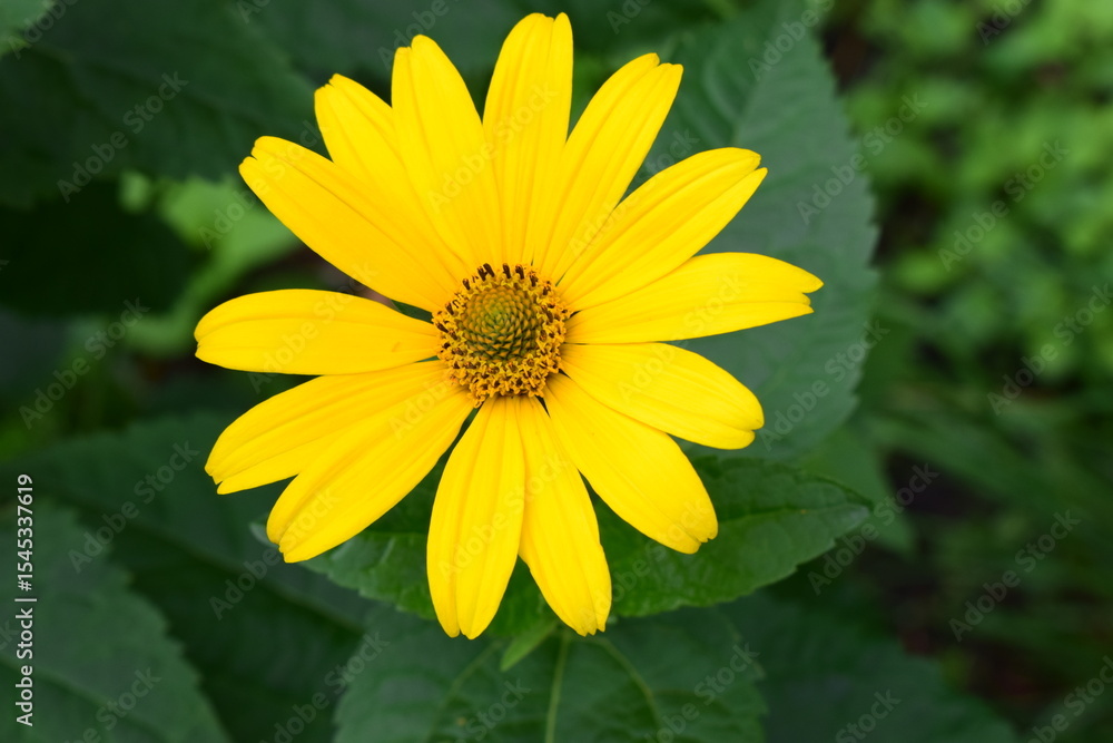 Close-Up of Vibrant Yellow Heliopsis in Garden Close-Up of Vibrant Yellow Heliopsis in Garden