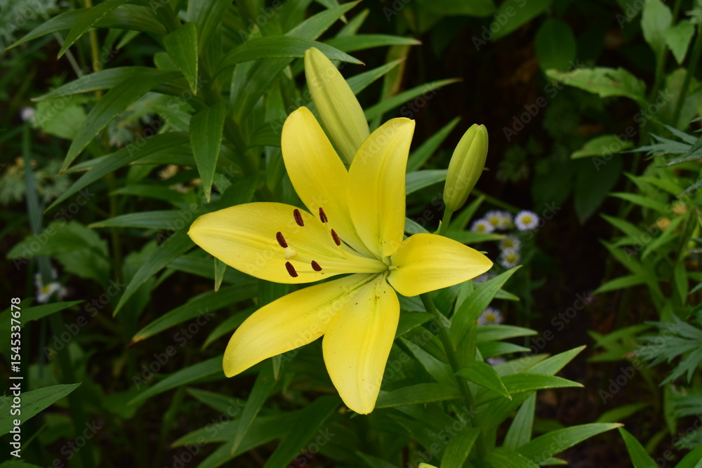 Fototapeta premium Yellow Lily with Dark Brown Stamens