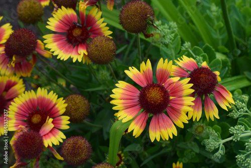 Blanket Flowers' Radiant Display