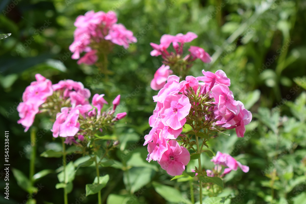 Vibrant pink flowers, phlox, blooming in a lush green garden setting. Vibrant Pink Phlox in Green Setting Vibrant pink flowers, phlox, blooming in a lush green garden setting. Vibrant Pink Phlox in Green Setting