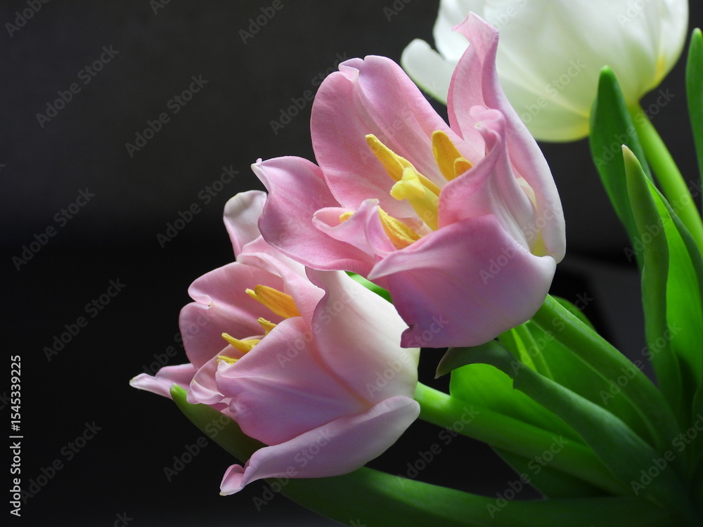 Fototapeta premium Pink tulips with yellow stamens represents a vibrant contrast of colors, symbolizing joy, love, and rebirth.