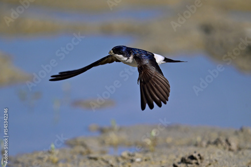 Konstfotografi fliegende Mehlschwalbe // flying house martin (Delichon urbicum)