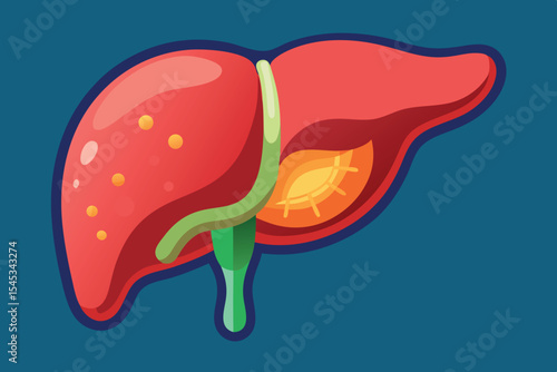 Detailed illustration of the human liver in bright colors against a blue background