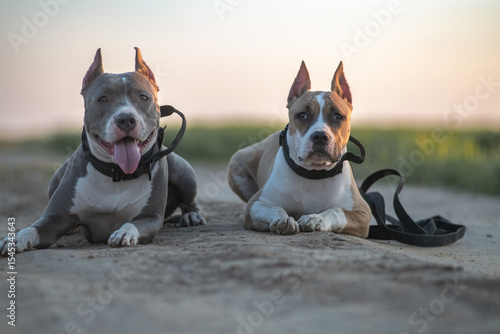 Foto A beautiful purebred American Pit Bull Terrier plays in a spring field