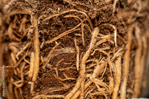 Photos Close up of plant roots and soil texture, showing rootbound growth and organic gardening details, perfect for agriculture, botany, horticulture, plant care, and soil health concepts